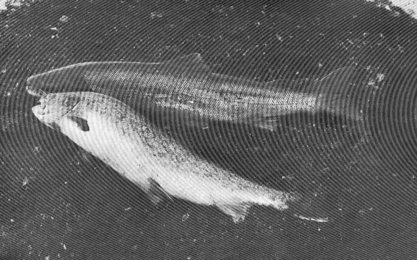 Male and Female Female turned on her side, turning up the gravel with her tail.jpeg check categories 2 September 2015 2 Salmon Male and Female Female turned on her side turning up the gravel with her tail Subject Salmon--Spawning Tag Fish ...