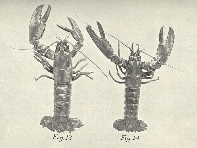 FMIB 39146 -American Lobsters-.jpeg check categories 16 August 2015 3 American Lobsters Fig 13 Female; Fig 14 Male Subject American lobster Lobsters Tag Shellfish 1896 Cite book American Lobster a Study of its Habits and Development Herrick ...