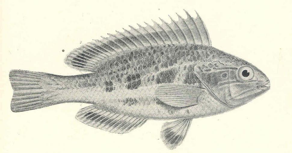 Heteroscarus filamentosus (female).jpeg Heteroscarus filamentosus female Subject Heteroscarus filamentosus male Tag Fish 1921 Cite book Illustrated Catalogue of the Fishes of South Australia Waite Edgar R Adelaide Australia G Hassell Son ...
