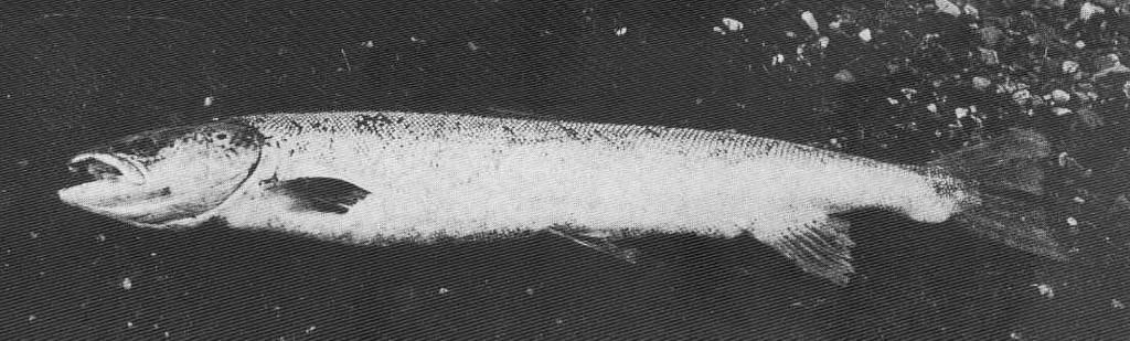 Female Kelt Grilse March 1903.jpeg check categories 2 September 2015 2 7-lb Female Kelt Grilse March 1903 Subject Salmon Tag Fish 1910 Cite book Life-History and Habits of the Saomon Sea-Trout Trout and Other Freshwater Fish Malloch P D ...