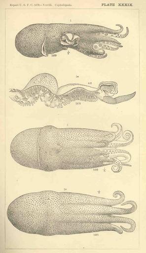 FMIB 33658 Cephalopods.jpeg Cephalopods Alloposus mollis Verrill; Young Male Arm of Same Young Female Dorsal view of Same Subject Cephalapoda Alloposus mollis Tag Fish 1879 Cite book Report on the Cephalopods of the Northeastern Coast of ...