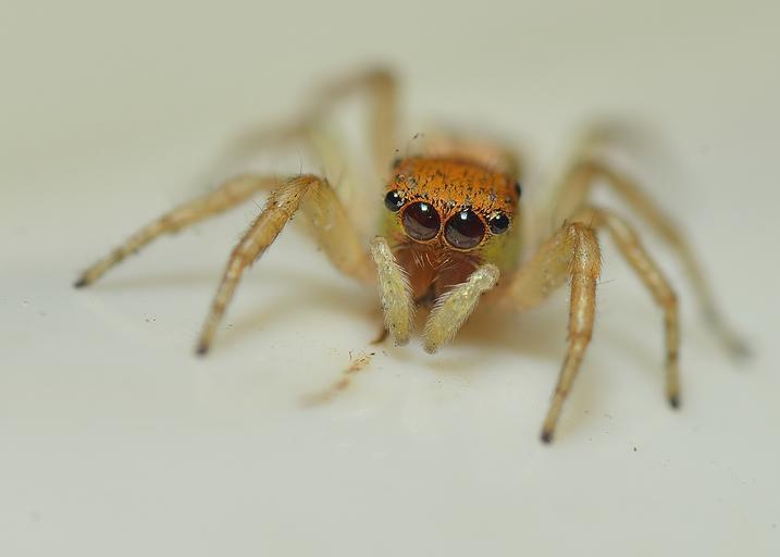 depth of field white background macro animal spider insect pastel RED_2177 Explore (Mark Red)'s 1945 photos on Flickr!