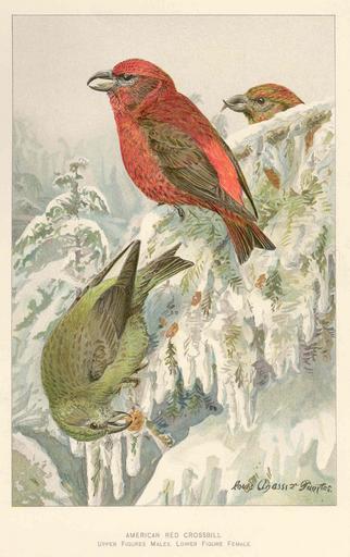 American Red Crossbill Upper figures male Lower figure female.jpeg check categories 17 August 2015 2 American Red Crossbill Upper figures male Lower figure female Subject Crossbills Red crossbills Tag Birds 1903 Cite book Eighth and Ninth ...