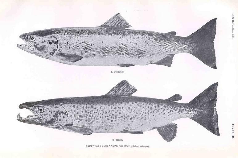 Breeding Landlocked Salmon (Salmo sebago).jpeg Breeding Landlocked Salmon Salmo sebago Female 1 ;; Male 2 Subject Salmon Tag Fish 1906-1907 Cite book Fishes of the Connecticut lakes and neighboring waters with notes on the plankton ...