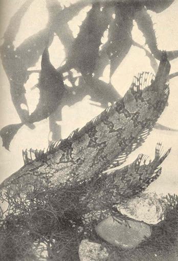 Male and Female Kelp-Fish Mimicking Kelp over their nest Santa Catalina Zoological Station.jpeg Male and Female Kelp-Fish Mimicking Kelp over their nest Santa Catalina Zoological Station Subject Kelp-fish Tag Fish 1909 Cite book Fish ...