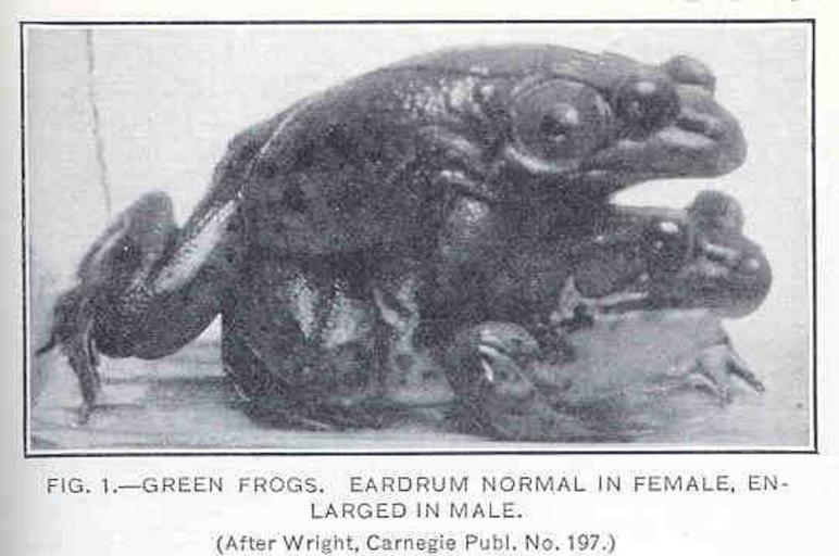 Green Frogs Eardrum Normal in Female, Enlarged in Male.jpeg Green Frogs Eardrum Normal in Female Enlarged in Male Subject Frogs Tag Amphibians 1919 Cite book Frogs Their Natural History and Utilization Wright A H Washington DC Government ...