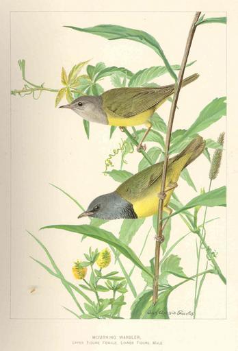 Mourning Warbler Upper figure female, lower figure male.jpeg check categories 17 August 2015 2 Mourning Warbler Upper figure female lower figure male Subject Wood warblers Tag Birds 1903 Cite book Eighth and Ninth Reports of the Forest Fish ...