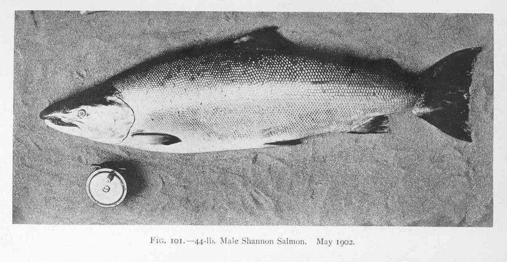Male Shannon Salmon May 1902.jpeg check categories 2 September 2015 2 44-lb Male Shannon Salmon May 1902 Subject Salmon Tag Fish 1910 Cite book Life-History and Habits of the Saomon Sea-Trout Trout and Other Freshwater Fish Malloch P D ...