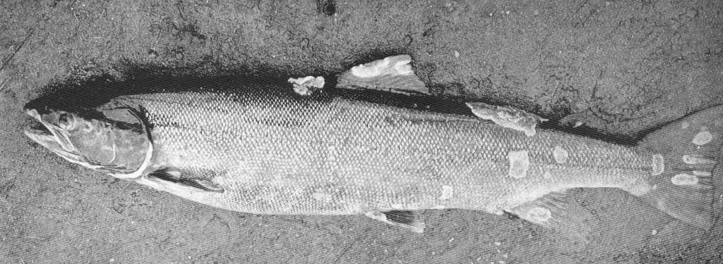 Female Salmon, unspawned November 1900.jpeg 18-lb Female Salmon unspawned November 1900 Subject Salmon--Diseases Tag Fish 1910 Cite book Life-History and Habits of the Saomon Sea-Trout Trout and Other Freshwater Fish Malloch P D London ...