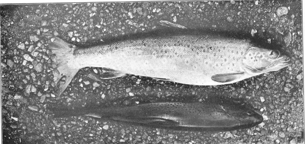 Male and Female Trout spawning Female turned on her side, digging up the gravel.jpeg check categories 2 September 2015 2 Male and Female Trout spawning Female turned on her side digging up the gravel Subject Brown trout Spawning Tag Fish ...