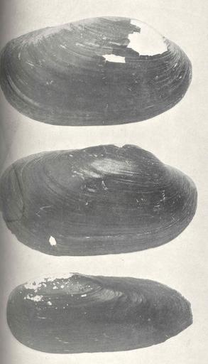 Yellow Sand Shell or Yellow-Back (Lampsilis anodontoides) First figure a male, second a female Black Sand Shell (Lampsilis.jpeg check categories 16 August 2015 3 Yellow Sand Shell or Yellow-Back Lampsilis anodontoides First figure a male ...