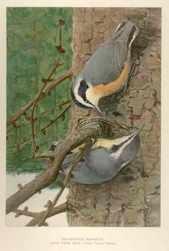 ...Breasted Nuthatch Upper figure male, lower figure female ((Sitta).jpeg Red-Breasted Nuthatch Upper figure male lower figure female Sitta Subject Nuthatches Tag Birds 1903 Cite book Eighth and Ninth Reports of the Forest Fish and Game ...