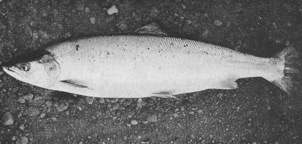 Male Grilse, 5 lbs Tay, 15th July 1907.jpeg check categories 2 September 2015 2 Male Grilse 5 lbs Tay 15th July 1907 Subject Salmon Tag Fish 1910 Cite book Life-History and Habits of the Saomon Sea-Trout Trout and Other Freshwater Fish ...