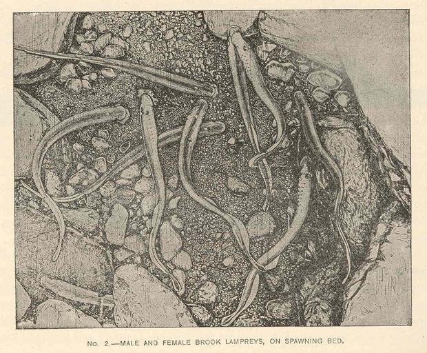 Male and Female Brook Lampreys, on Spawning Bed.jpeg check categories 17 August 2015 1 Male and Female Brook Lampreys on Spawning Bed Subject Lampreys Tag Fish 1899 Cite book Annual report of the Commissioners of Fisheries Game and Forests ...