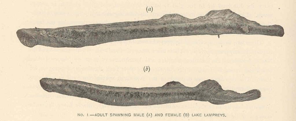 Adult spawning male (A) and Female (B) Lake Lampreys.jpeg check categories 17 August 2015 1 Adult spawning male A and Female B Lake Lampreys Subject Lampreys Tag Fish 1899 Cite book Annual report of the Commissioners of Fisheries Game and ...