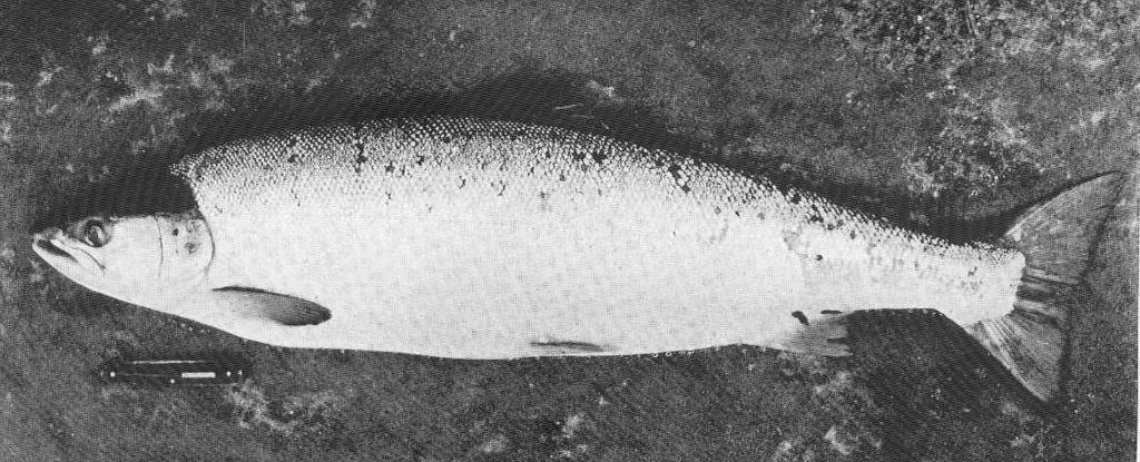 Male Grilse, 14 lbs The Tay, 20th August 1902.jpeg check categories 2 September 2015 2 Male Grilse 14 lbs The Tay 20th August 1902 Subject Salmon Tag Fish 1910 Cite book Life-History and Habits of the Saomon Sea-Trout Trout and Other ...