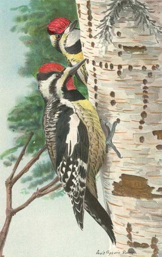 ...Bellied Sapsucker Full figure male, upper figure female.jpeg check categories 17 August 2015 2 Yellow-Bellied Sapsucker Full figure male upper figure female Subject Yellow-bellied sapsucker Tag Birds 1903 Cite book Eighth and Ninth Reports ...