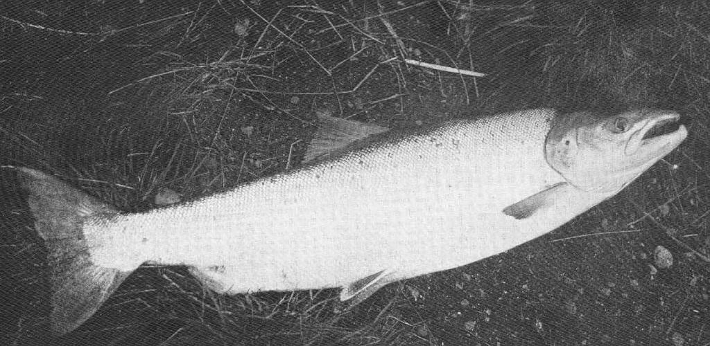 Male Grilse, 10 lbs The Tay, 10th August 1906.jpeg check categories 2 September 2015 2 Male Grilse 10 lbs The Tay 10th August 1906 Subject Salmon Tag Fish 1910 Cite book Life-History and Habits of the Saomon Sea-Trout Trout and Other ...