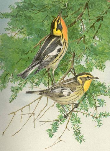 Blackburnian Warbler Upper figure male Lower figure female.jpeg check categories 17 August 2015 2 Blackburnian Warbler Upper figure male Lower figure female Subject Wood warblers Tag Birds 1903 Cite book Eighth and Ninth Reports of the ...