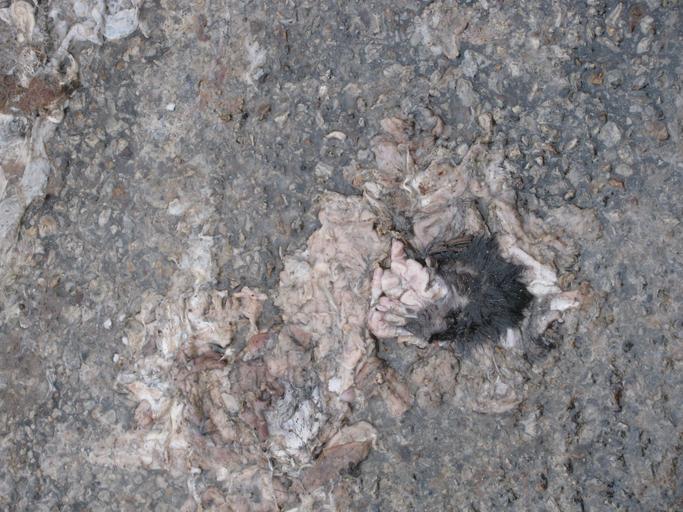 possum roadkill dead fauna deadfauna bloomington splat outdoor img_2165.jpg Explore mlinksva's 21522 photos on Flickr!