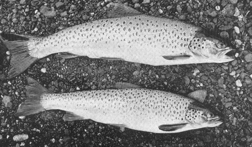 Loch Leven Trout Male, 2 lbs; Female, 1 12 lbs Loch Leven, June 1906.jpeg check categories 2 September 2015 2 Loch Leven Trout Male 2 lbs ; Female 1 1/2 lbs Loch Leven June 1906 Subject Brown trout Tag Fish 1910 Cite book Life-History and ...