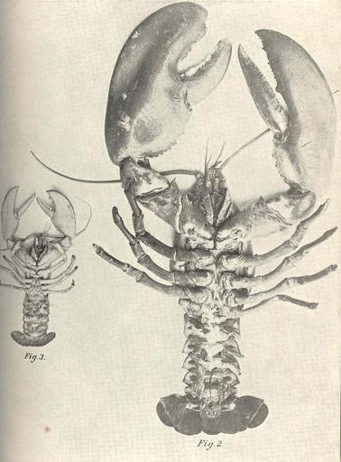 Ventral view of Male Lobster.jpg check categories 16 August 2015 3 Ventral view of Male Lobster Weight 23 pounds Ventral view of Female Lobster Weight 1 1/2 pounds Subject American lobster Lobsters Tag Shellfish 1896 Cite book American ...