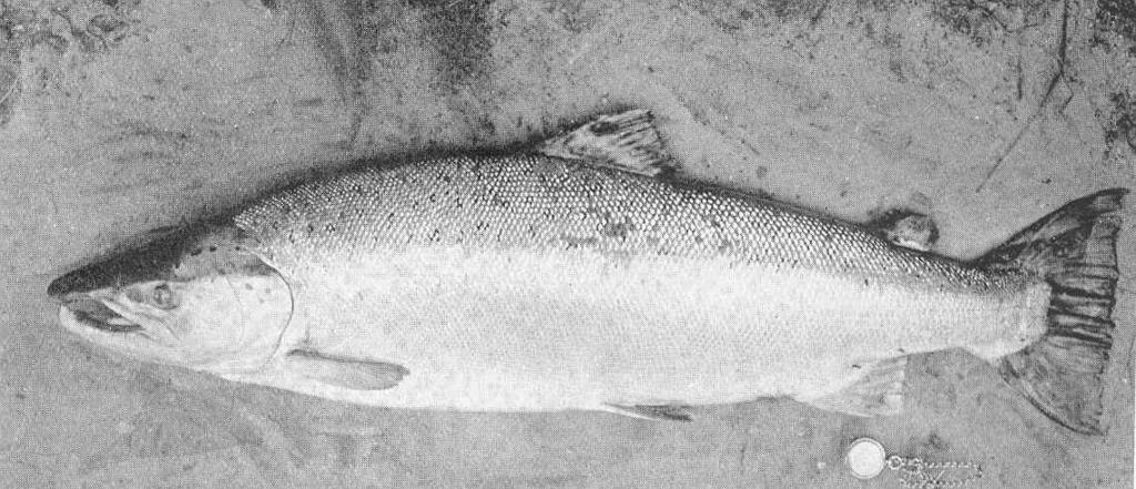 Tay Male Salmon June.jpeg check categories 2 September 2015 2 58-lb Tay Male Salmon June Subject Salmon Tag Fish 1910 Cite book Life-History and Habits of the Saomon Sea-Trout Trout and Other Freshwater Fish Malloch P D London England Adam ...