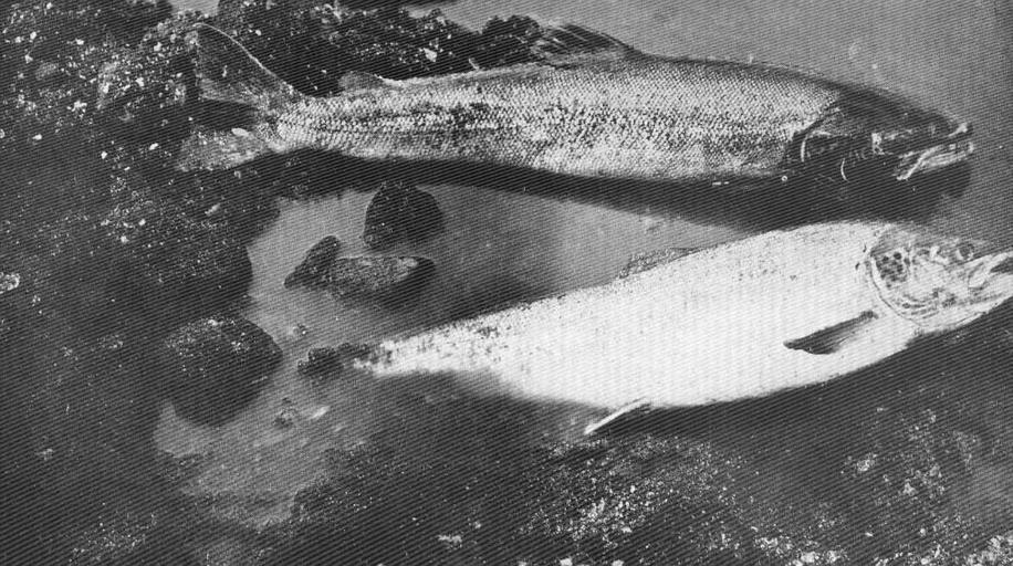 Salmon Spawning, Mae and Female November 1904.jpeg check categories 2 September 2015 2 Salmon Spawning Ma e and Female November 1904 Subject Salmon--Spawning Tag Fish 1910 Cite book Life-History and Habits of the Saomon Sea-Trout Trout and ...