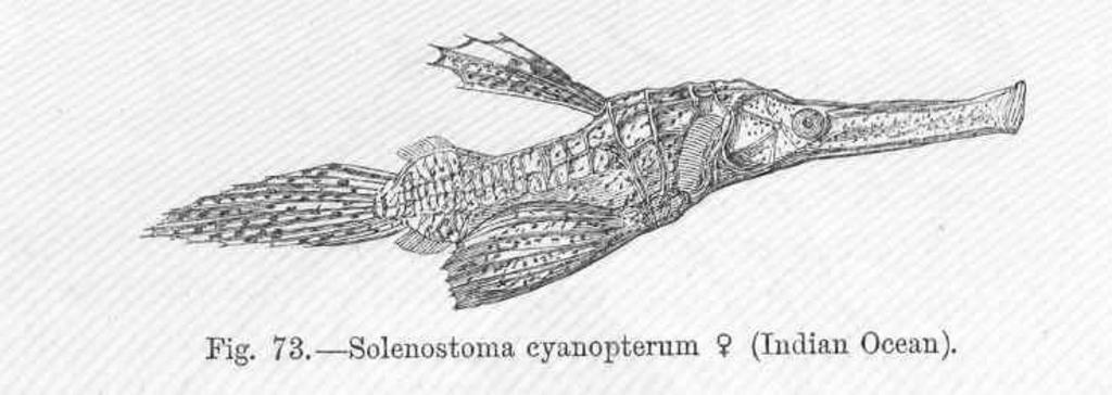 Solenostoma cyanopterum (female) (Indian Ocean).jpeg check categories 16 September 2015 2 Solenostoma cyanopterum female Indian Ocean Subject Syngnathidae Tag Fish 1880 Cite book Introduction to the Study of Fishes Gunther Albert C L G ...