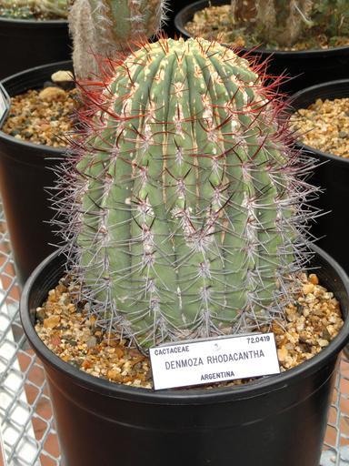 Denmoza rhodacantha - University of California Botanical Garden - DSC08839.JPG Specimen in the University of California Botanical Garden Berkeley California USA I took this photograph 2011-05-27 12 22 35 Daderot Public domain Cactus ...