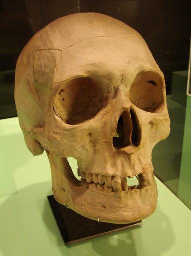 Sven Estridsens kranium (kopi).JPG Afstøbning af kranium tilhørende kong Svend Estridsen �1076 Nationalmuséet i København own 2012-12 Orf3us Sweyn II of Denmark